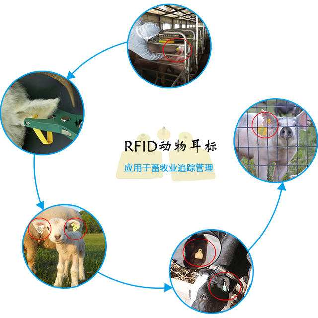 RFID技术实现现代化养殖